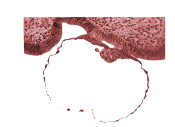 amniogenic cell, blastocystic cavity (blastocoele), contact area(s), cytotrophoblast, epiblast, gap in contact area, hypoblast, mural trophoblast, primordium of amniotic cavity, syncytiotrophoblast