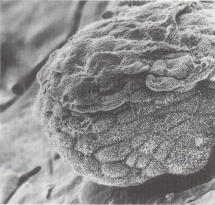 Embryo attached to a monolayer culture