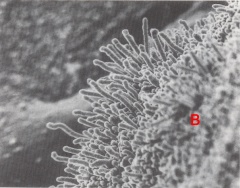 The surface of an embryo attached to a monolayer culture