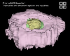 Trophoblast and Embryo