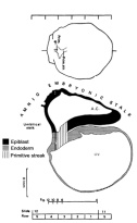 Dorsal view and median reconstruction