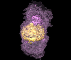 Epiblast and Hypoblast