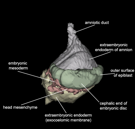 Embryo - Cephalic 2
