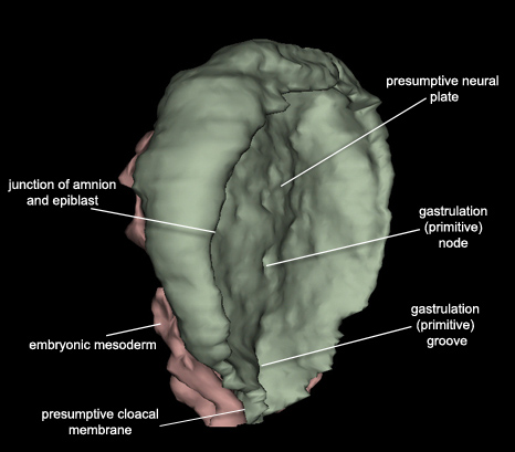 Embryo - Lateral
