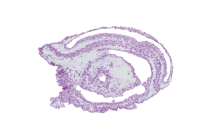 edge of extra-embryonic coelom, gastrulation (primitive) groove, umbilical vesicle cavity