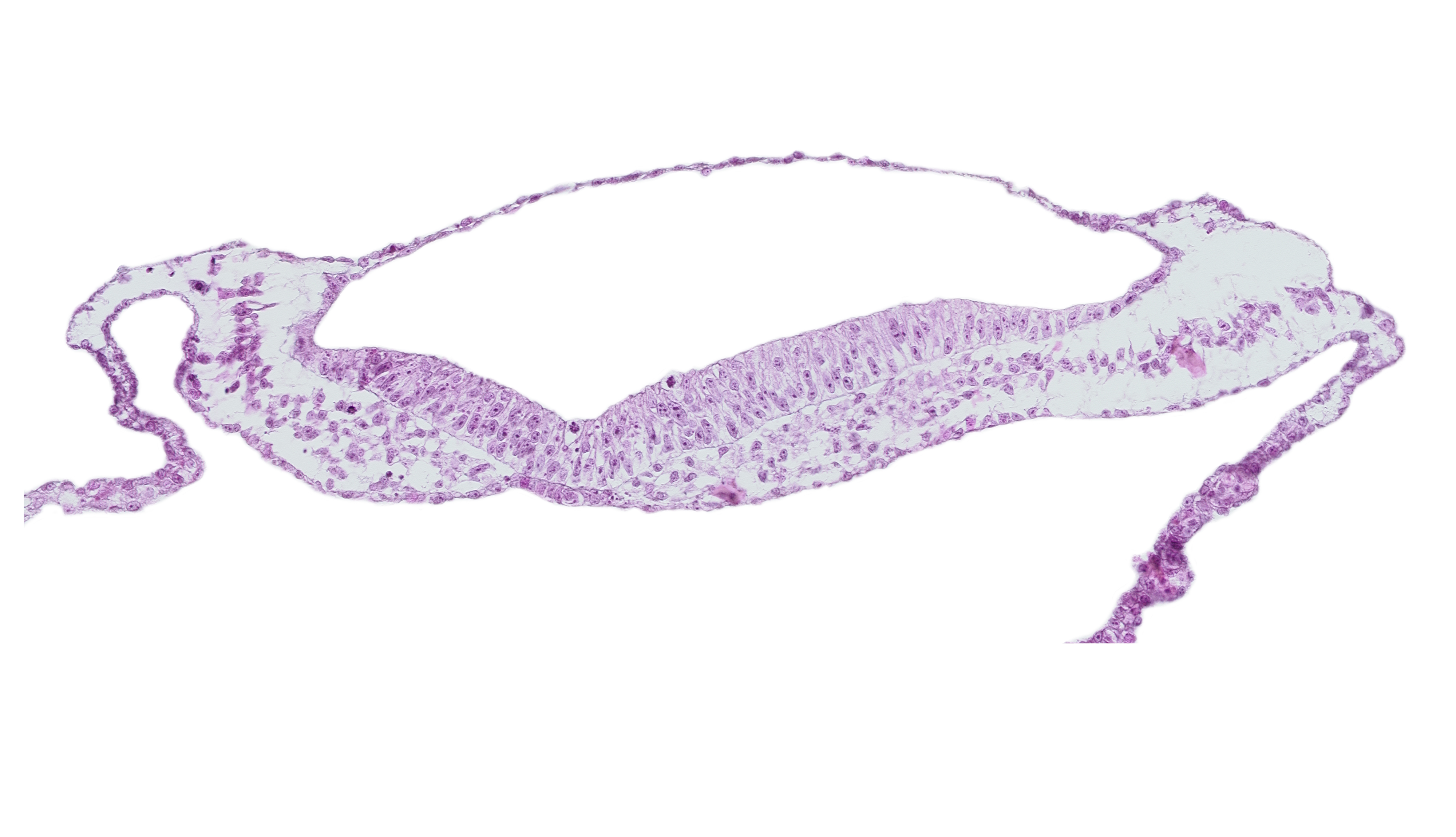 amnion, embryonic endoderm, extra-embryonic ectoderm, extra-embryonic endoderm, extra-embryonic mesoderm, neural groove, notochordal plate, umbilical vesicle attachment