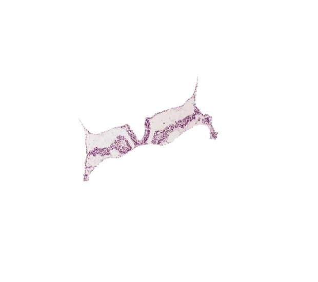 intermediate mesenchyme, lateral plate mesoderm, notochordal plate, rhombomere D (Rh. D), somite 3 (O-3)