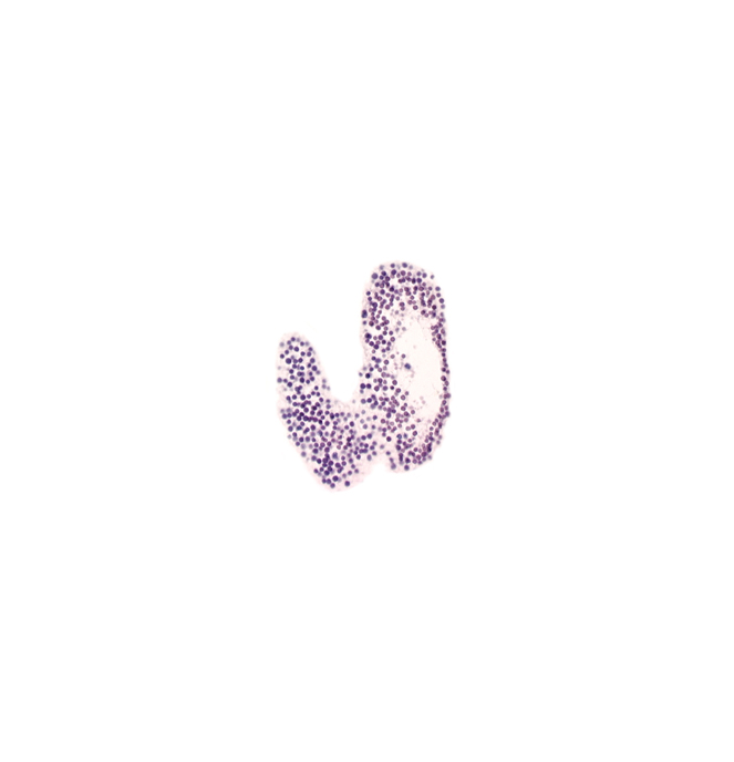 allantoic diverticulum, caudal edge of gastrulation (primitive) groove, caudal eminence, connecting stalk, junction of umbilical arteries, left umbilical vein, right umbilical vein