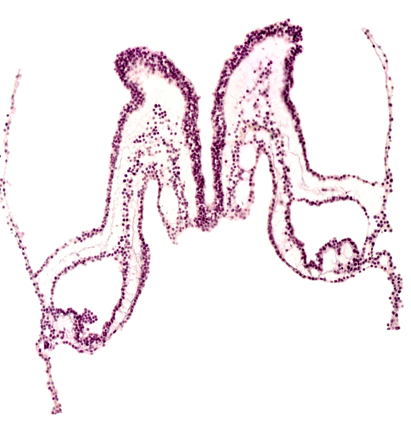 intra-embryonic coelom, midgut primordium (lumen), primordial left dorsal aorta, rhombencephalon primordium (R)