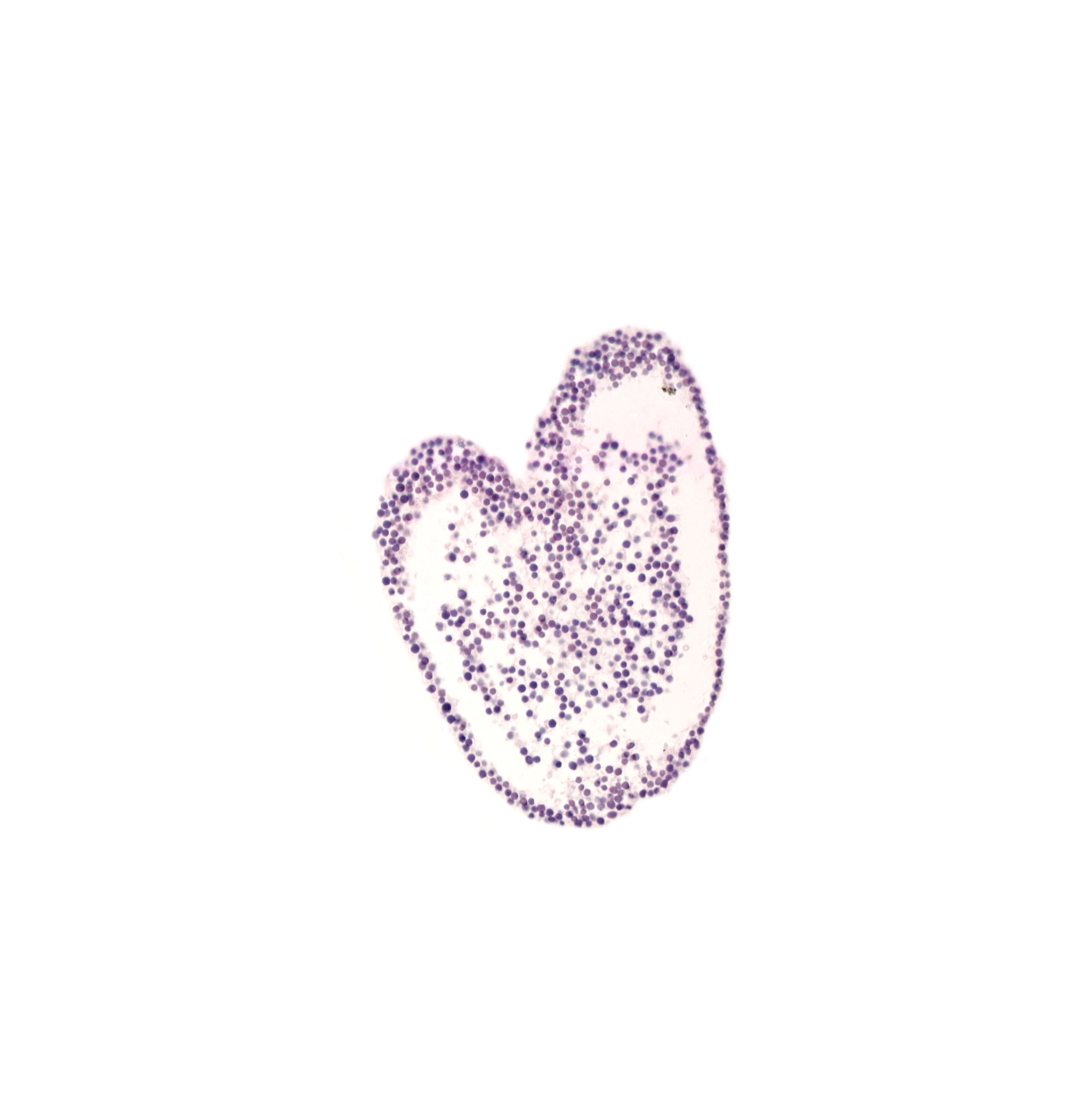 allantoic diverticulum, connecting stalk mesenchyme, mesoderm, neural cord