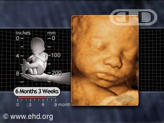 Play Movie - 6 months 3 weeks fetus, Brain Growth