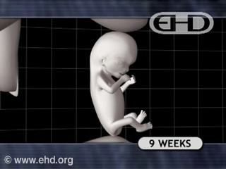 Play Movie - Human fetus 9 to 10 weeks