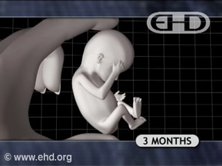 Play Movie - Human fetus 3 to 4 months