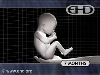 Play Movie - Human fetus 7 to 8 months