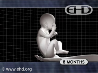 Play Movie - Human fetus 8 to 9 months