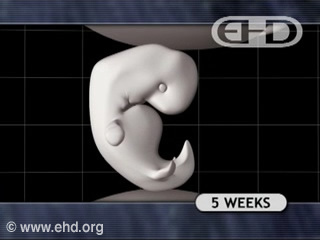 Play Movie - Human Embryo 5 to 6 weeks.