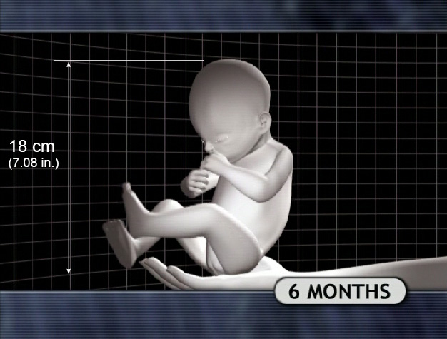 6 Month Fetus