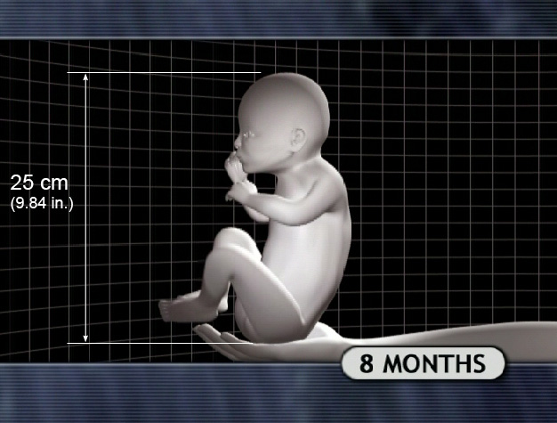 8 Month Fetus