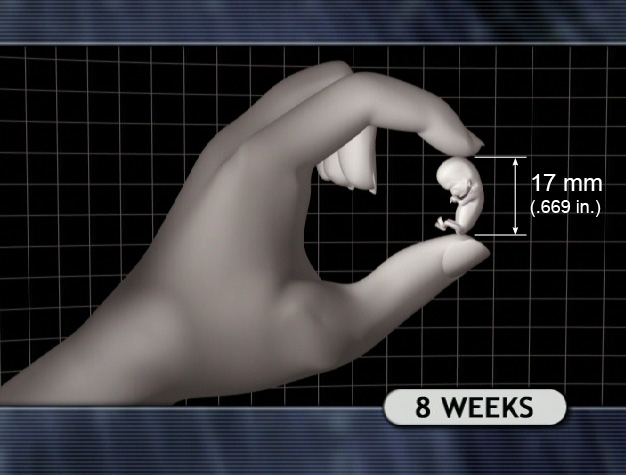 8 Week Embryo