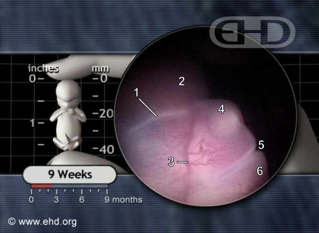 The 9-Week Face