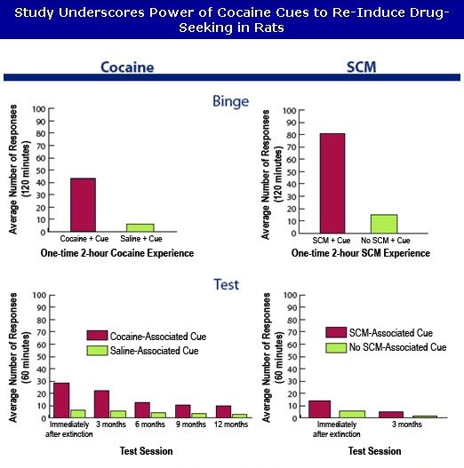 graph, Study Underscores Power of Cocaine Cues to Re-Induce Drug-Seeking in Rats