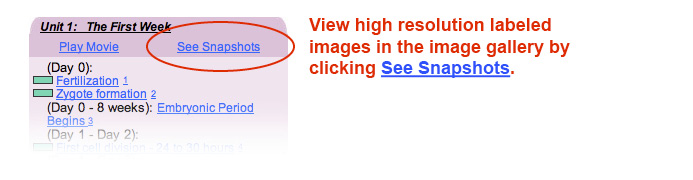 This image tells how to view high resolution labeled images in the timeline