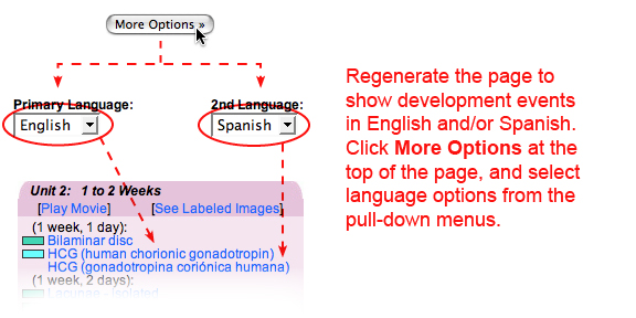 Multilingual capability of the timeline