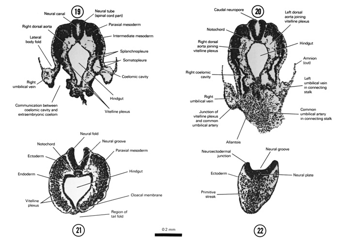 Open PDF version of FIG 4-10, A section through the caudal part of the neural tube. A section through the connecting stalk and the junction of the allantois with the floor of the hindgut. A section through the embryo caudal to the tail fold at the level of the cloacal membrane. A section through the caudal tip of the embryo.