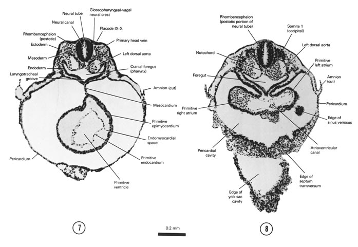 Open PDF version of FIG 4-6, A section through the middle of the primitive ventricle of the heart that is to the left of the midline. A section through somite 1, the primitive atria of the heart and the cranial edge of the yolk sac cavity.