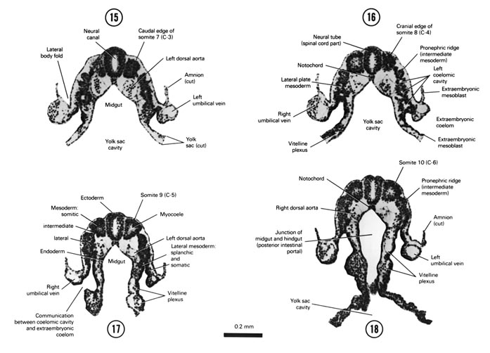 Open PDF version of FIG 4-9, A section through somite 7. A section through somite 8. A section through somite 9 and the caudal part of the midgut. A section through somite 10 and the junction of midgut with hindgut.