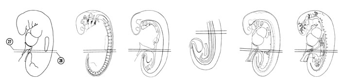 Fig 5-19 sideview