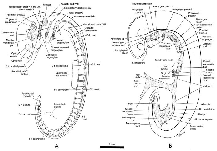 Open PDF version of FIG 5-2, Peripheral nervous system, alimentary, and respiratory systems of the 5-mm embryo.