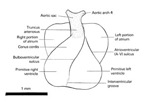 Open PDF version of FIG 5-4, Heart of the 5-mm embryo.