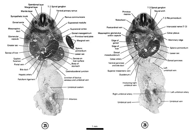 Open PDF version of FIG 6-18, A section through the T-2 spinal ganglion, suprarenal gland and gastroduodenal junction. A section through the T-3 spinal ganglion and caudal edge of the liver. 