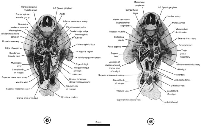 Open PDF version of FIG 7-28, A section through the L-2 spinal ganglion and edge of the thigh. A section through the cranial edge of the umbilical arteries and allantois. 