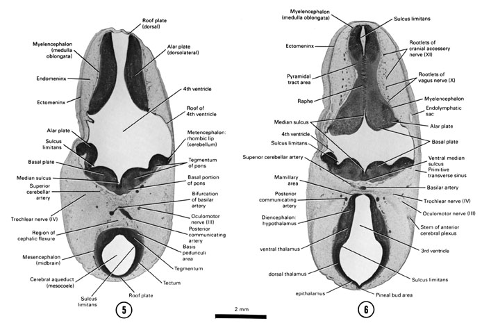 Open PDF version of FIG 7-8, A section through the alar plate of the myelencephalon. A section through the basal plate of the myelencephalon and caudal part of the diencephalon.