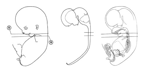 Fig 8-10 sideview