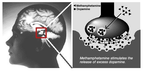 methamphetamine stimulates the release of excess dopamine.