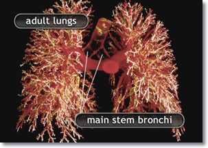 Frontal view of the adult lungs, main stem bronchi, and bronchial tree.