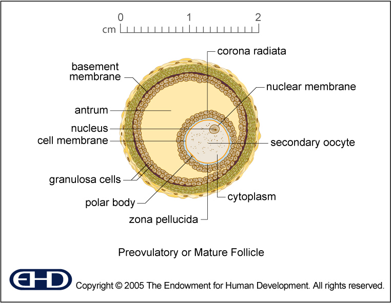 Figure 0 7 Mature Follicle Intermediate 