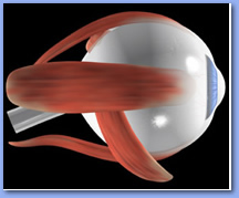 optic nerves, eye muscles