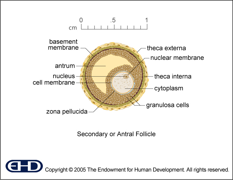 Secondary Follicle