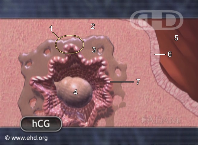 Early Placenta Formation