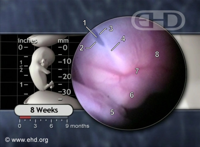 Face of the 8-Week Embryo [Click for next image]