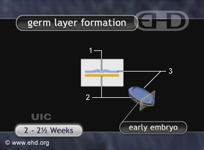 Germ Layers of the Embryo [Click for next image]