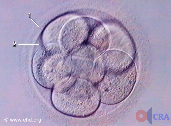 Nine-Cell Embryo