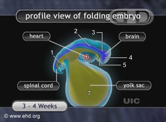 The Folding of the Embryo [Click for next image]