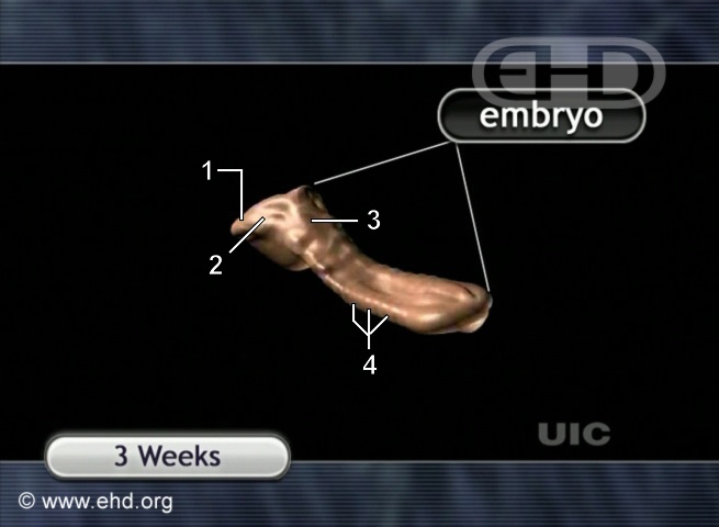 Three-Week Embryo [Click for next image]