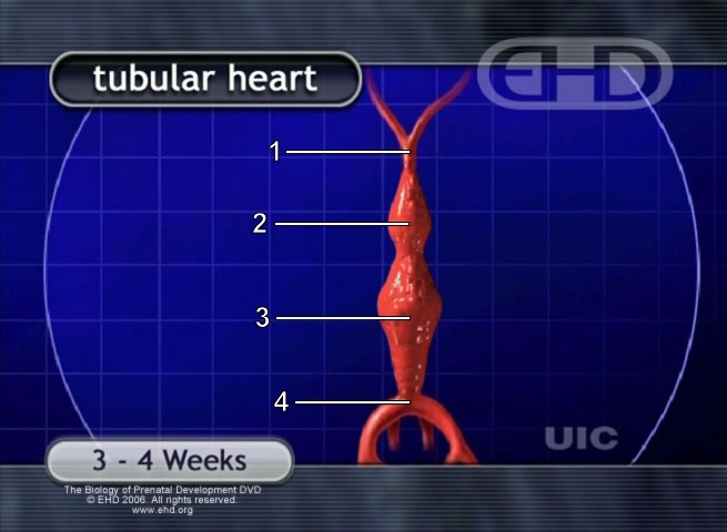 Tube Shaped Heart [Click for next image]