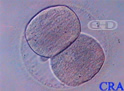 Two-Cell Embryo